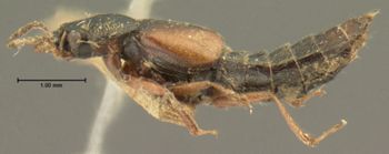 Media type: image;   Entomology 6545 Aspect: habitus lateral view